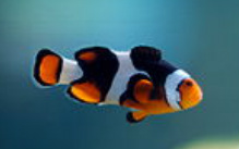 Onyx Clownfish, Onyx Clownfish Milwaukee, onyx clownfish Milwaukee Aquatics