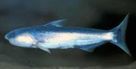 South American Catfish