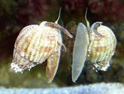 Nassarius Snail, for sale at Milwaukee Aquatics, Saltwater snails, Milwaukee
