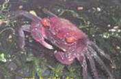 freshwater crab, freshwater crabs, freshwater crabs milwaukee, freshwater crabs Milwaukee, freshwater crabs for sale in Milwaukee, freshwater crabs Milwaukee Aquatics