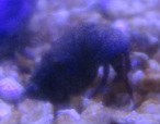 Red Leg Reef Hermit (Pacific) 