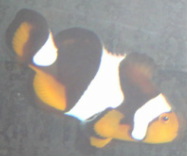 Black Onyx Clownfish (papua New Guinea) are in stock and on sale at Milwaukee Aquatics.