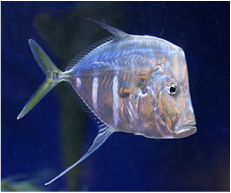 Milwaukee Aquatcis has lookdowns (tank raised) in stock and on sale... starting at $55.