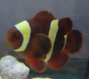 Maroon Clownfish (Yellow Stripe Adult) for sale at Milwaukee Aquatics for $30.