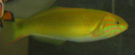 Lime Green Wrasse 