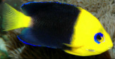 Joculator Angelfish are available at Milwaukee Aquatcs.  They are $575 in Milwaukee, WI