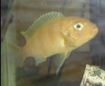 Adult Kenyi Cichlid in stock and on sale at Milwaukee Aquatics for $5