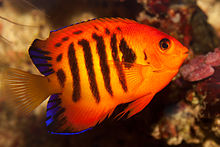 Flame Angelfish are in stock and on sale for $35 at Milwaukee Aquatics.