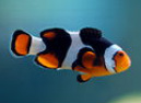 Black Onyx (Grade A & Tank Raised) Clownfish are in stock and on sale at Milwaukee Aquatics. 