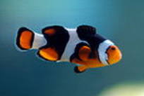 Onyx Clownfish (papua new guinea) - Grade A & Tank Raised for sale at Milwaukee Aquatics