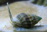 Snails (saltwater)