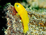 Yellow Clown Goby for sale at Milwaukee Aquatics.