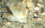 Snails (saltwater)