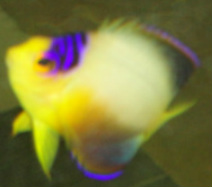 multicolor angelfish 