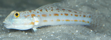 Diamond Watchman Goby in stock and for sale at Milwaukee Aquatics