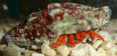 Halloween (orange leg) Hermit Crab