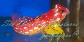 Ruby Red Dragonet.  We have the Ruby Red Dragonet in stock.