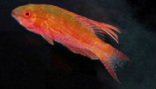 Blue flasher wrasse for sale and in stock at Milwaukee Aquatics.