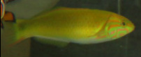 We have an adult Lime Green Wrasse for sale at Milwaukee Aquatics $30.