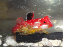 Ruby Red Dragonet for sale at Milwaukee Aquatics