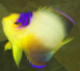 Multicolor Angelfish 