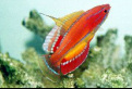 McCosker's Flasher Wrasse is in stock and for sale at Milwaukee Aquatics