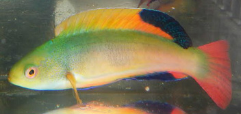 Wrasses for sale at Milwaukee Aquatics.  We have a large selection of Wrasses in stock and can get almost every possible Wrasse that you may be looking for.