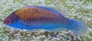 Blue Sided Fairy Wrasse are in stock and on sale at Milwaukee Aquatics.