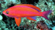 Randall's Anthias (male) are in stock and on sale at Milwaukee Aquatics for $35.