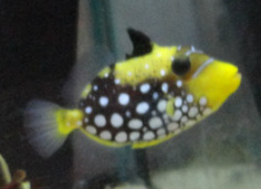 Clown Triggerfish are available at Milwaukee Aquatics starting at $80.