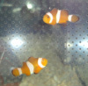 Ocellaris Clownfish (tank raised) for sale at Milwaukee Aquatics.