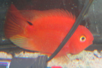 Blood Red Parrots are in stock and on sale at Milwaukee Aquatics.
