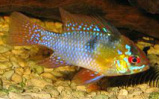 German Blue Rams are in stock and on sale at Milwaukee Aquatics for $9.
