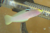 Helfrichi Firefish in stock and on sale for $65 at Milwaukee Aquatics.