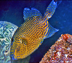 Blue (Bluelined) Triggerfish 