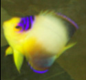multicolor angelfish 