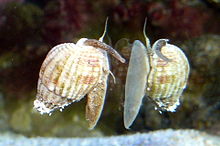 Nassarius Snail, for sale at Milwaukee Aquatics, saltwater snails, Milwaukee