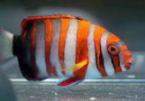 We offer a large selection of Saltwater fish at Milwaukee Aquatics.