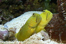 Yellow Watchman (prawn) Goby 