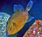 Triggerfish & Filefish