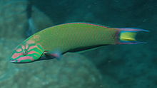 Lime Green Wrasse 