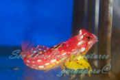 Ruby Red Dragonet for sale at Milwaukee Aquatics
