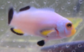 Platinum Picasso Clownfish are for sale at Milwaukee Aquatics.  We have them in stock for $65 in Milwaukee, WI. 