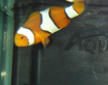 Black Edge Percula Clownfish for sale at Milwaukee Aquatics