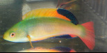 Scott's French Polynesian Wrasse is now in stock at Milwaukee Aquatics.