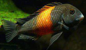 Tropheus sp. Bemba are in stock and on sale at Milwaukee aquatics.