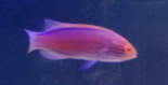 Lineatus Wrasse (Australia) are in stock and on sale at Milwaukee Aquatics.