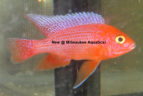Crystal Red Peacock cichlids are in stock and on sale at Milwaukee Aquatics.