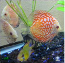 Discus are in stock and on sale at Milwaukee Aquatics.