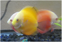 Discus are in stock and on sale at Milwaukee Aquatics.